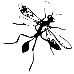 Ichneumon wasp 04