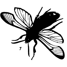 Four-winged insect in flight