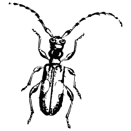 Long-horned beetle