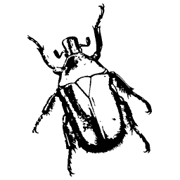 Cockchafer beetle