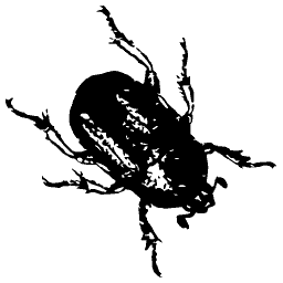 Round-backed beetle