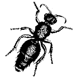 Bristly black beetle