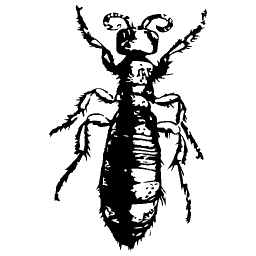 Bristly insect with a ridged abdomen