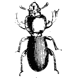 Ground beetle with long jaws