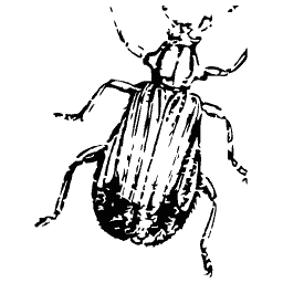 Beetle with a dark tipped body