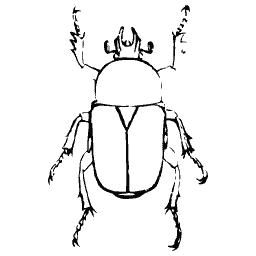 Outline of a chafer beetle
