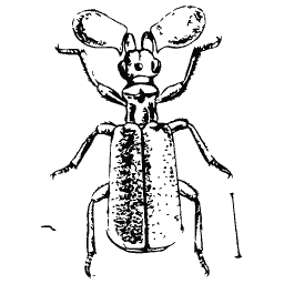 Beetle with ear-shaped antennae