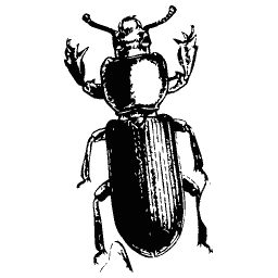 Beetle with raised jaws