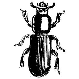 Dark beetle with hooked jaws