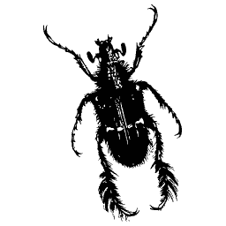 Hairy dark beetle