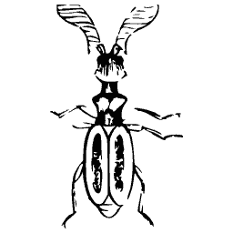 Outline beetle with feathered antennae