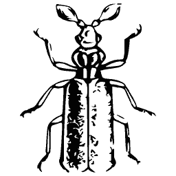 Ribbed beetle with open jaws