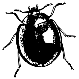 Round black beetle