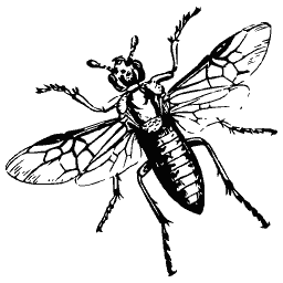 Long-bodied wasp in flight