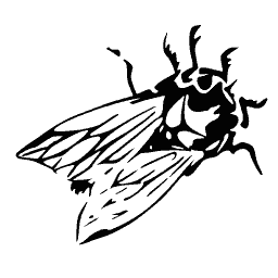Cicada 01