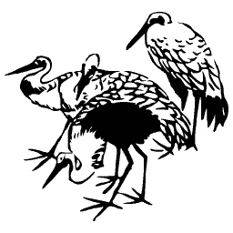 Cranes 02
