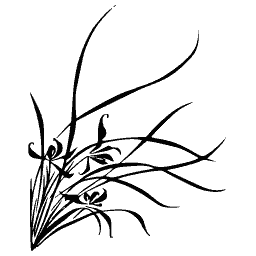 Orchid tuft 03