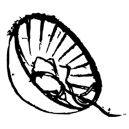 Open folding fan