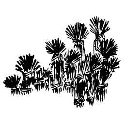 Cluster of pine branches