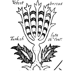Turkish carnation