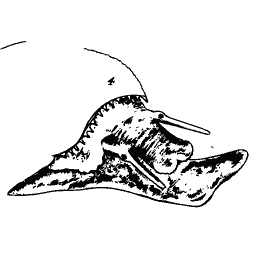 Snail with a shouldered shell