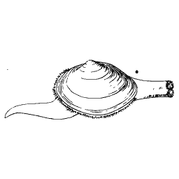 Clam with a long siphon 01
