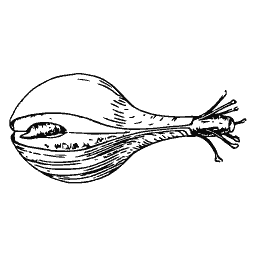 Bivalve with siphons out