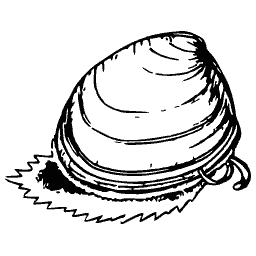 Cockle with a fringed edge