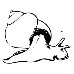 Snail with a rounded shell