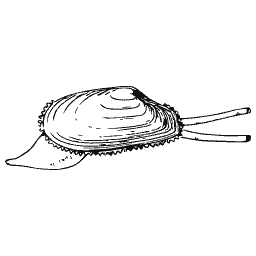 Bivalve with paired tubes
