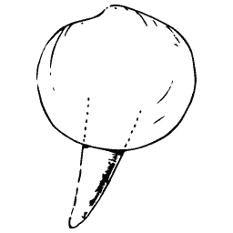 Round shell with a foot