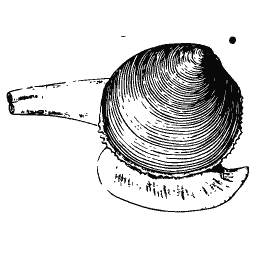 Clam with a long siphon 02