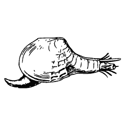 Bivalve with a fringed siphon