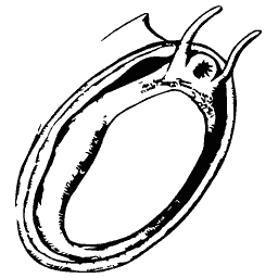 Transparent mollusc in outline