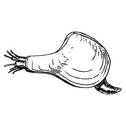Bivalve with a bulging body