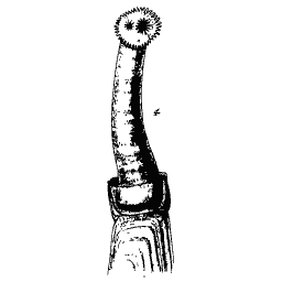 Stalked marine organism