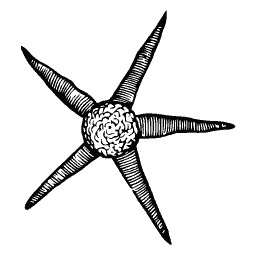 Starfish 06