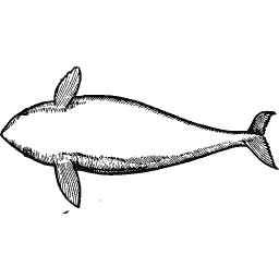 Dolphin 02
