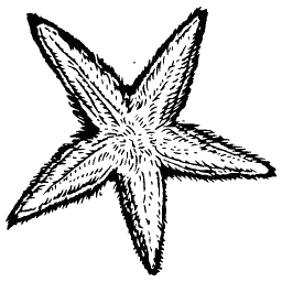 Starfish 03