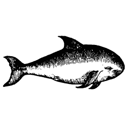 Dolphin 03
