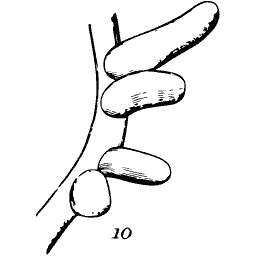 Oval-segmented seaweed