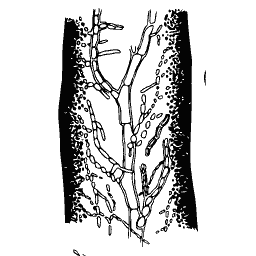 Magnified stem section