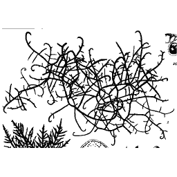 Curled thread mass