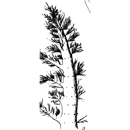 Upright plumed frond