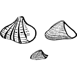 Ribbed fan shells 01
