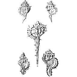Murex shell 01