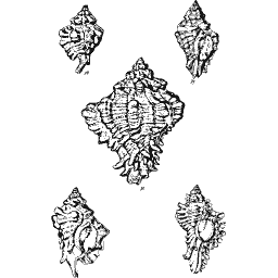 Murex shells 01