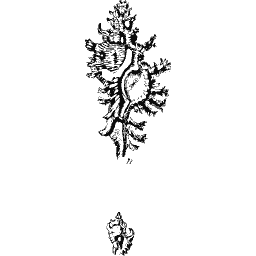Murex shell 02