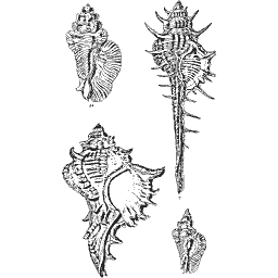 Long-spined murex 01