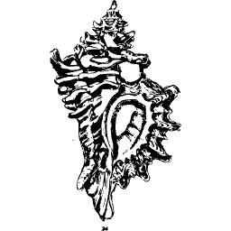 Murex shell 04